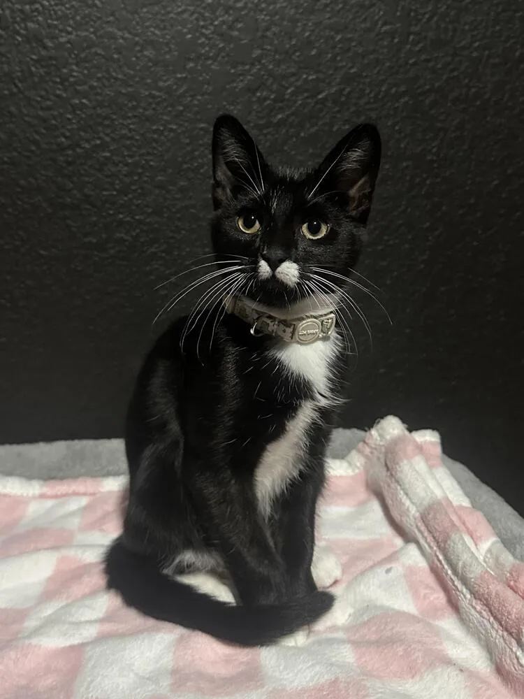A young small-sized male Black & White / Tuxedo Domestic Short Hair cat named Kenobi for adoption in Dallas, TX
