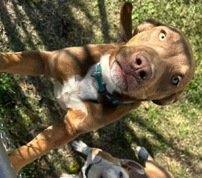 A young medium-sized male Tricolor (Brown, Black, & White) Labrador Retriever dog named Gio for adoption in Cortez, CO