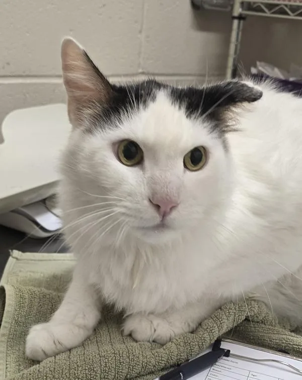 A senior extra large-sized male Domestic Long Hair cat named Mogli for adoption in El Cajon, CA