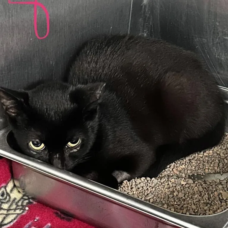 A young small-sized female Black Domestic Short Hair cat named Vhagar for adoption in Spruce Pine, NC