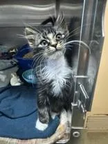A young medium-sized male Tabby (Brown / Chocolate) Domestic Long Hair cat named Qt Rebra for adoption in Manitowoc, WI