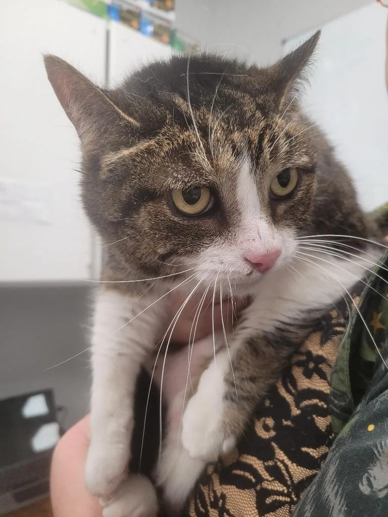 A senior large-sized female Domestic Short Hair cat named Milly for adoption in Angola, IN