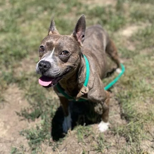 An adult medium-sized female Pit Bull Terrier dog named Muffin for adoption in Stafford, VA