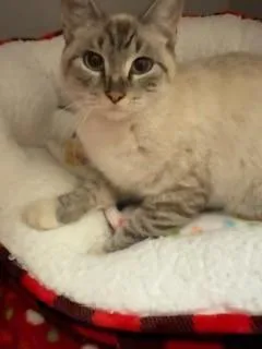 An adult medium-sized female Gray & White Domestic Short Hair cat named Watercolor for adoption in Mason City, IA