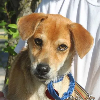 A baby small-sized male Mixed Breed dog named Coyote for adoption in Elk Grove Village, IL