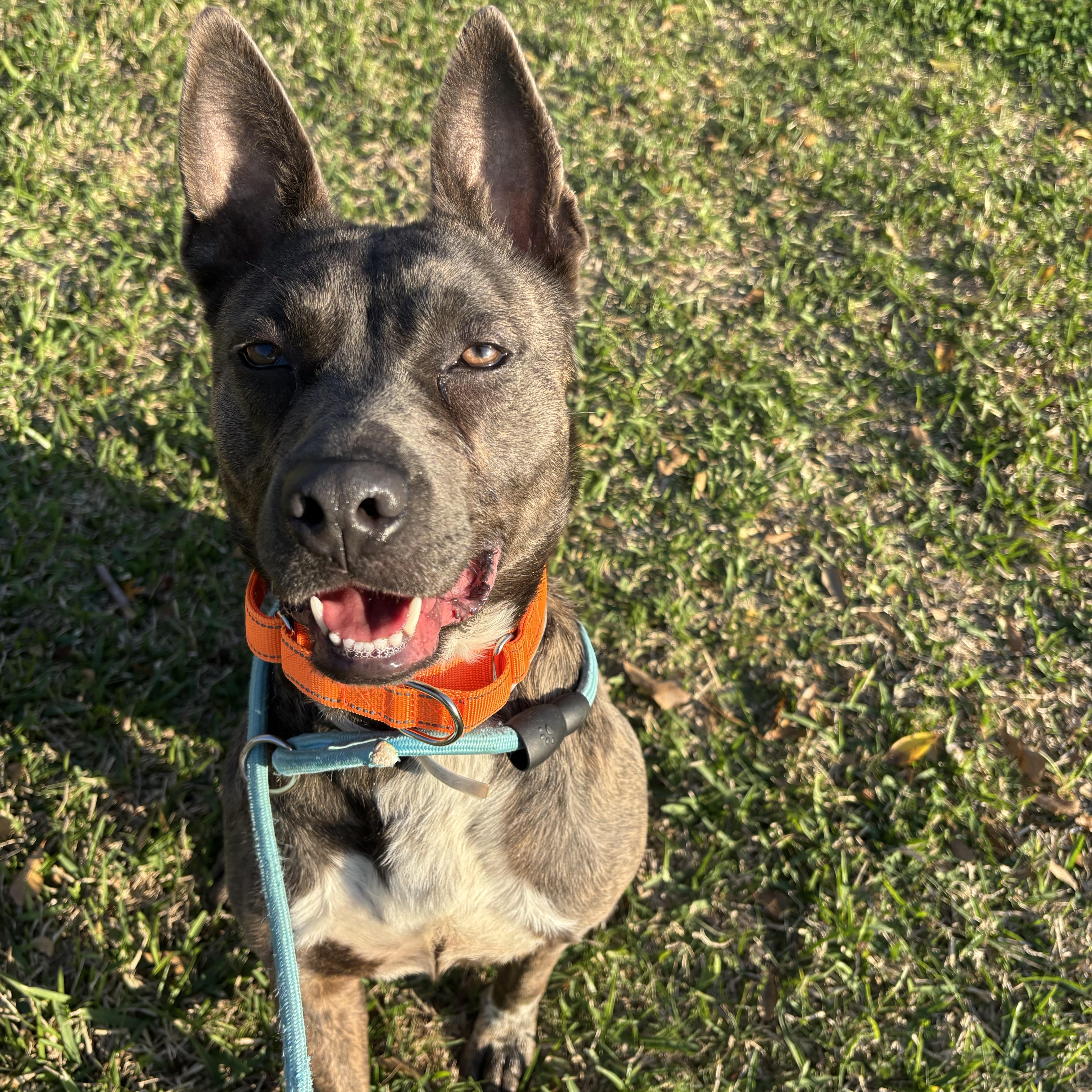 A young medium-sized female Dutch Shepherd dog named Rajah for adoption in Pearland, TX