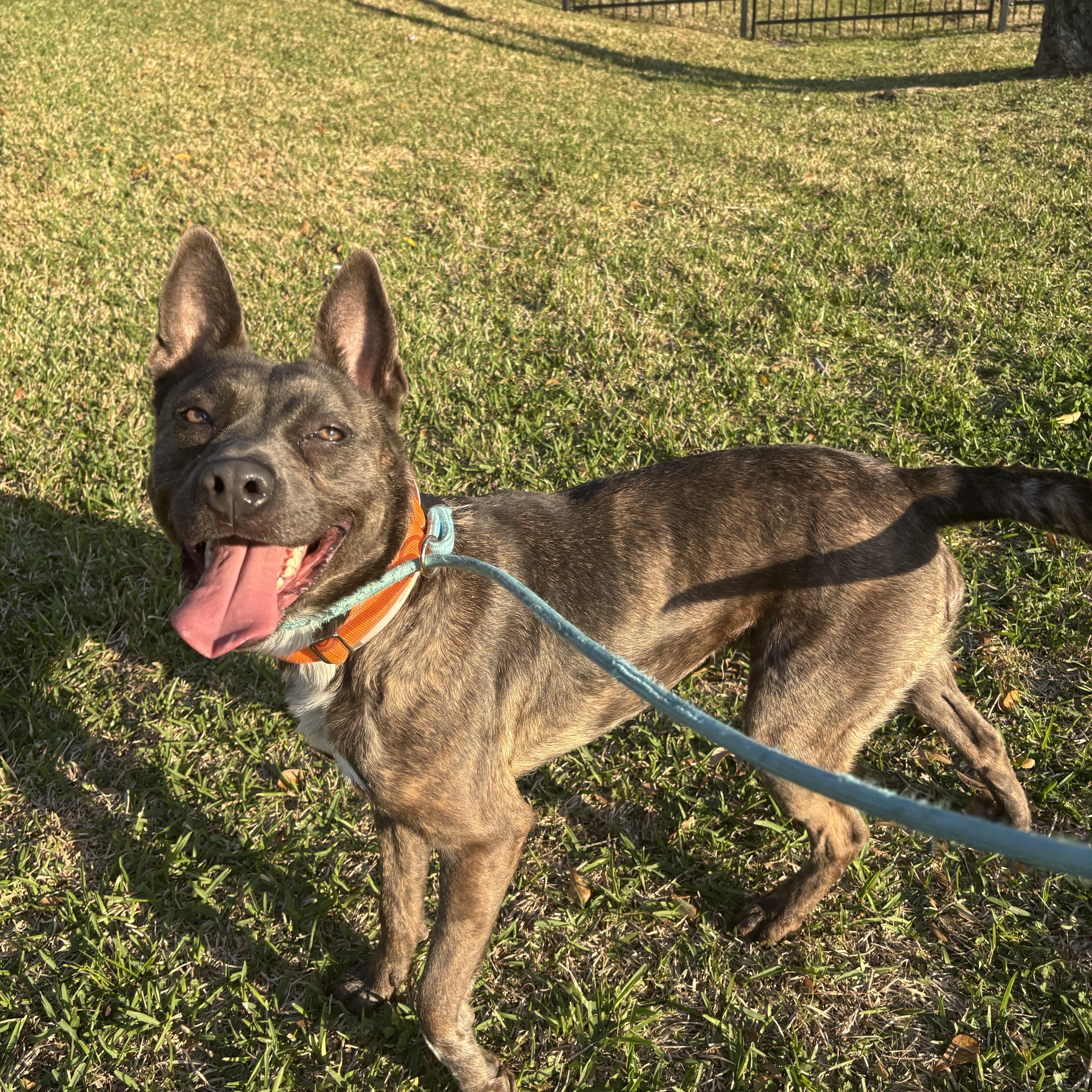 Rajah thumbnail 2