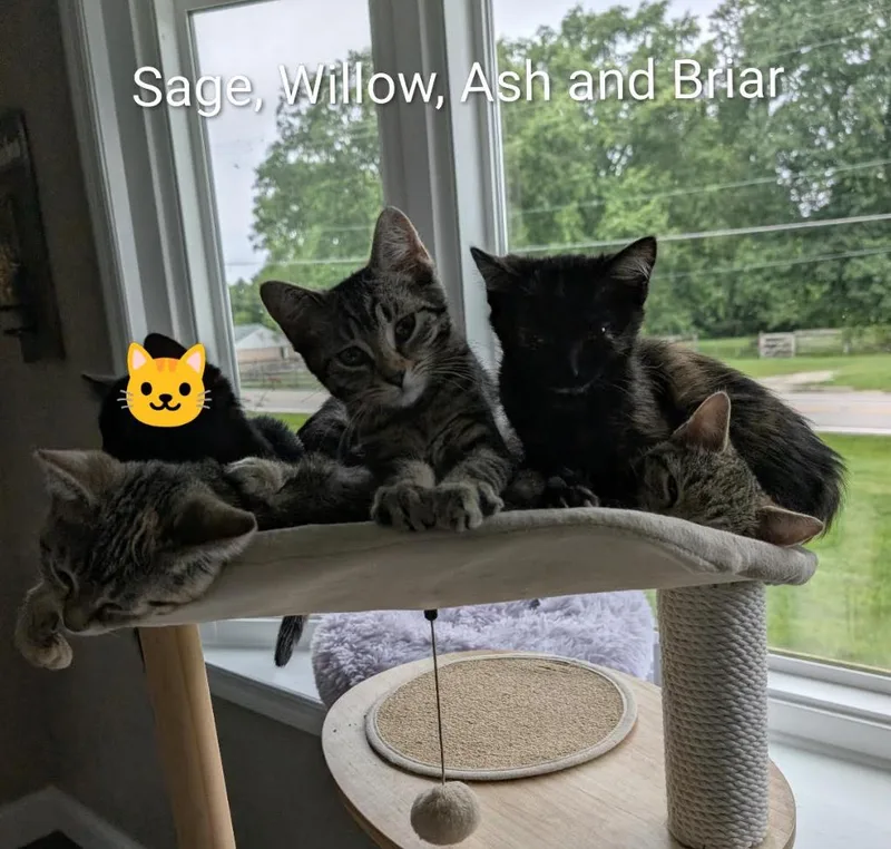 A baby medium-sized female Tabby (Gray / Blue / Silver) Domestic Short Hair cat named Willow for adoption in Cincinnati, OH