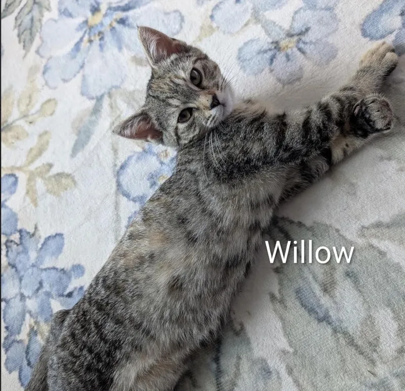 Willow thumbnail 2