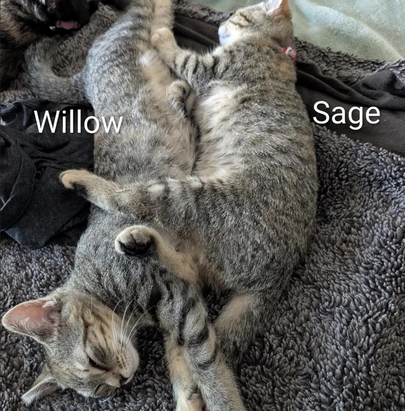 Willow thumbnail 3