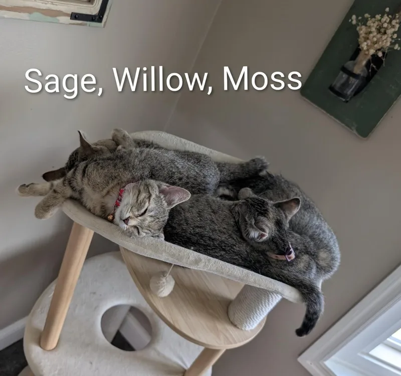 Willow thumbnail 4