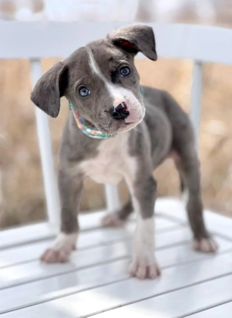 A baby medium-sized male Mixed Breed dog named Labubu Litter  Sea for adoption in Savage, MN
