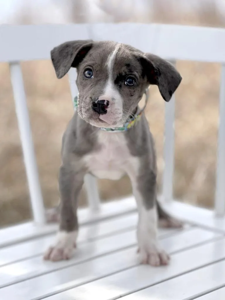 Labubu Litter  Sea thumbnail 2