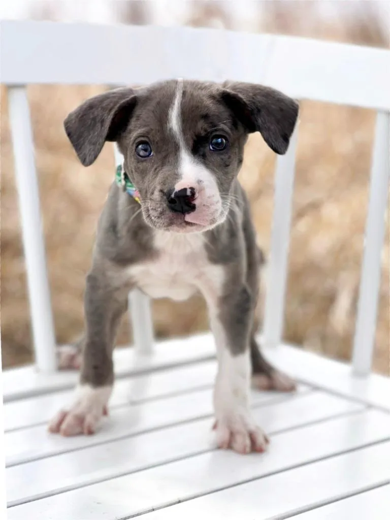 Labubu Litter  Sea thumbnail 3