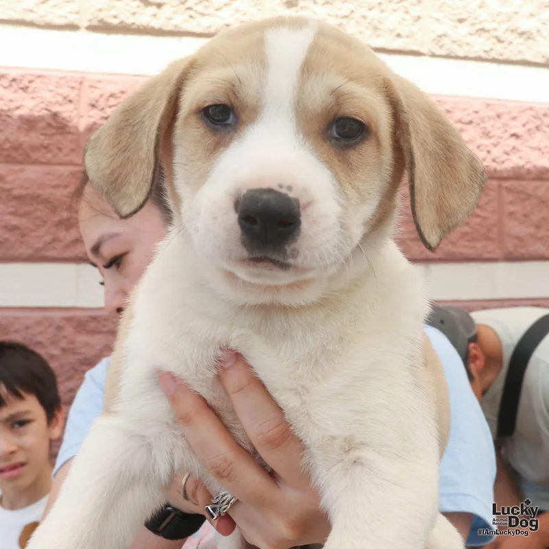 Lychee thumbnail 3