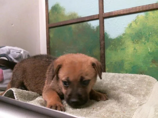 A baby small-sized female German Shepherd Dog dog named Willow for adoption in Houston, TX
