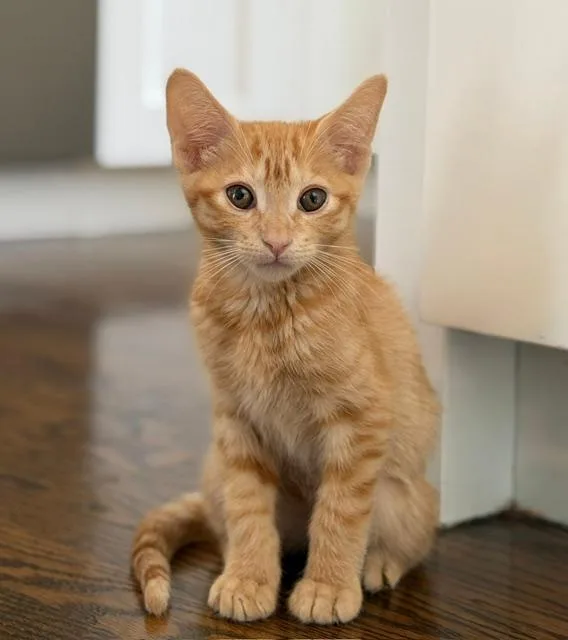 A baby medium-sized female Orange / Red Domestic Short Hair cat named Aire for adoption in Wayne, NJ