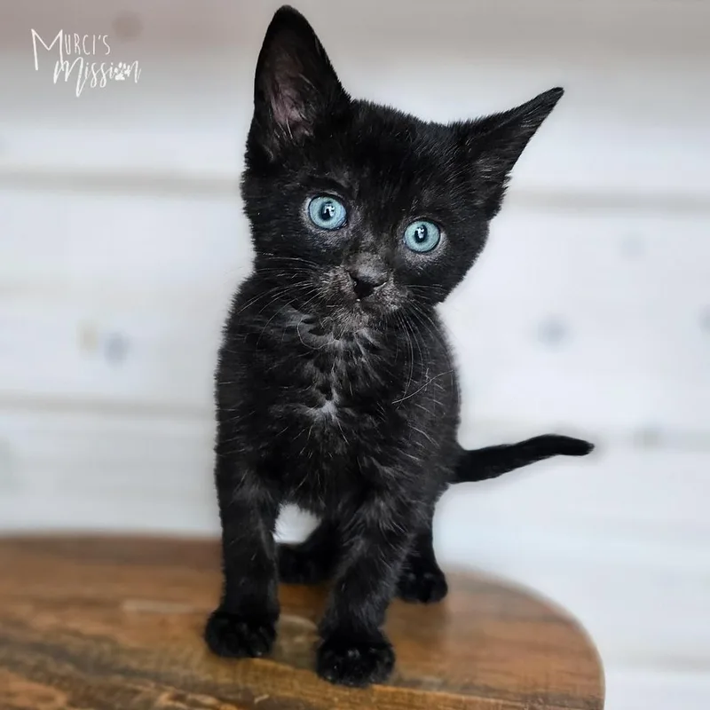 A baby medium-sized male Domestic Short Hair cat named Olive for adoption in Spokane , WA