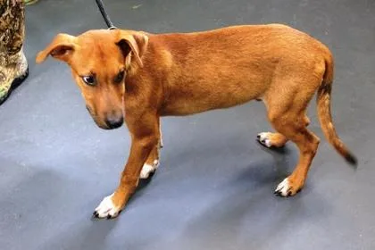 A young medium-sized male Terrier dog named Elmer for adoption in Picayune, MS