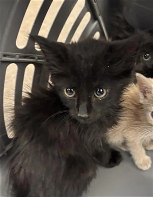 A baby medium-sized male Domestic Short Hair cat named Bear for adoption in Dallas, TX