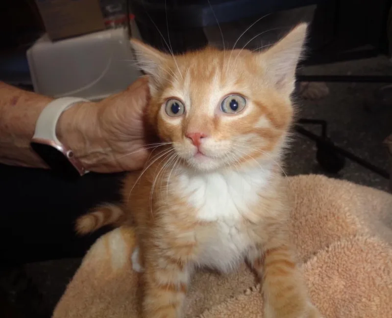 A baby medium-sized male Tabby cat named Thor for adoption in Grand Junction, CO