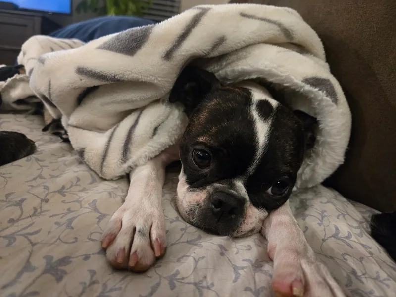 A young small-sized female Boston Terrier dog named Malia in MO for adoption in Elkhorn, NE