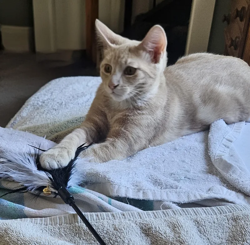 A baby medium-sized female Domestic Short Hair cat named Sandie Pecan And for adoption in Puyallup, WA