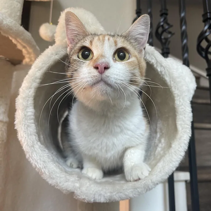 Princesa thumbnail 2