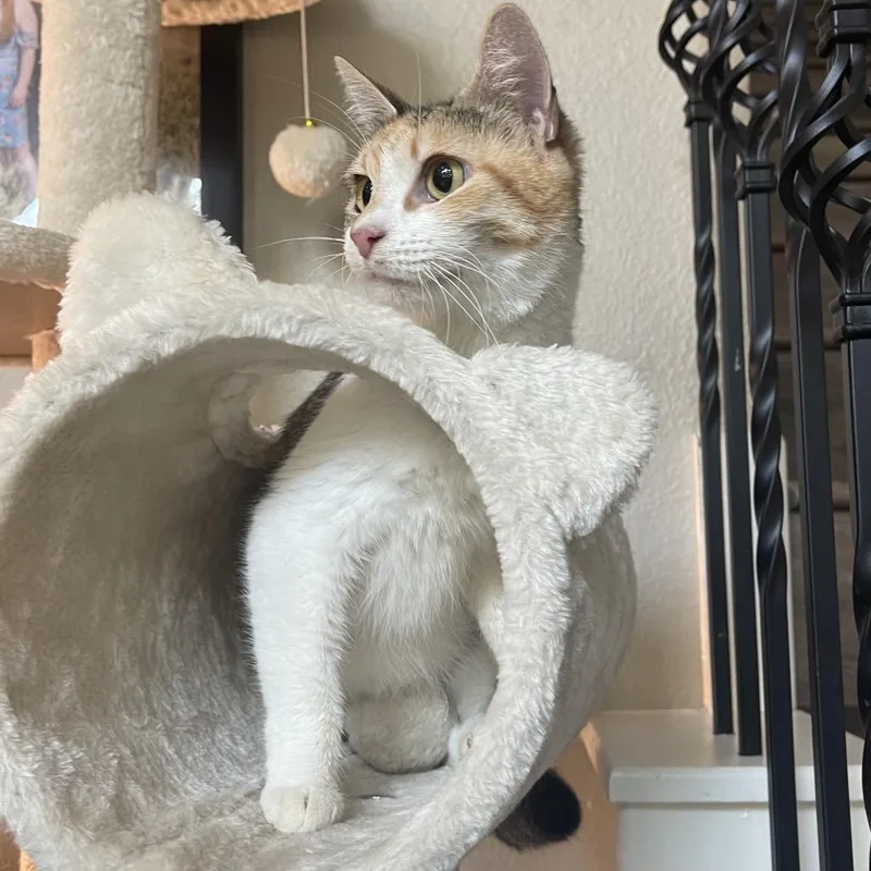 Princesa thumbnail 3