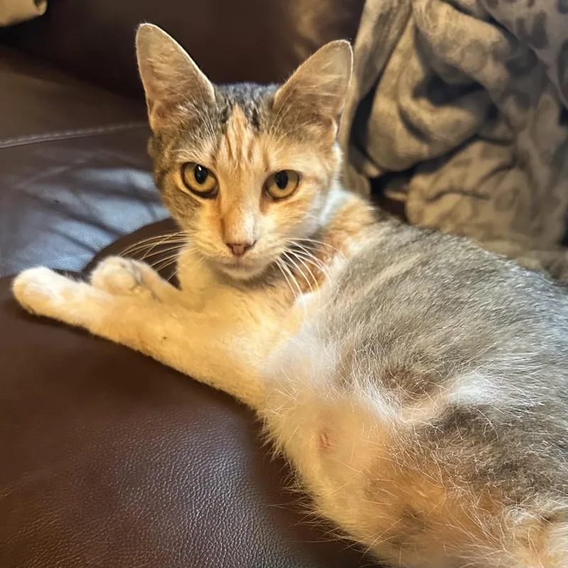 Princesa thumbnail 4