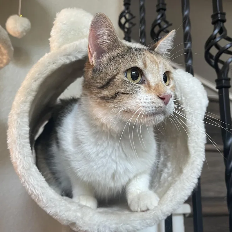 Princesa thumbnail 5