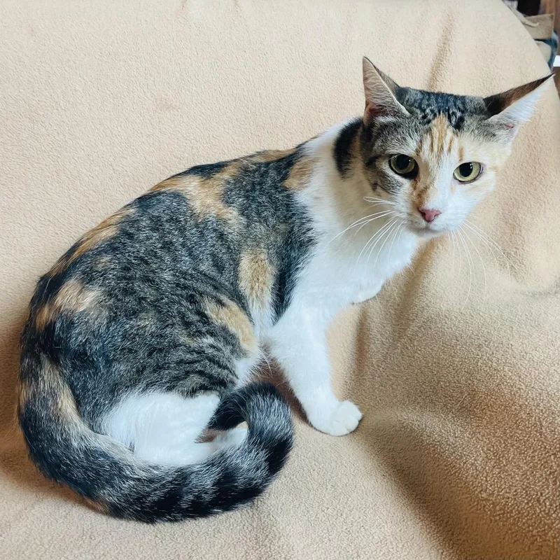 Princesa thumbnail 6