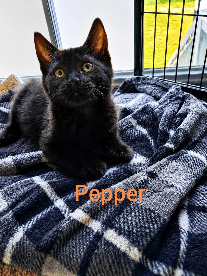 A baby small-sized female Black Domestic Short Hair cat named Pepper for adoption in Shrewsbury, MA