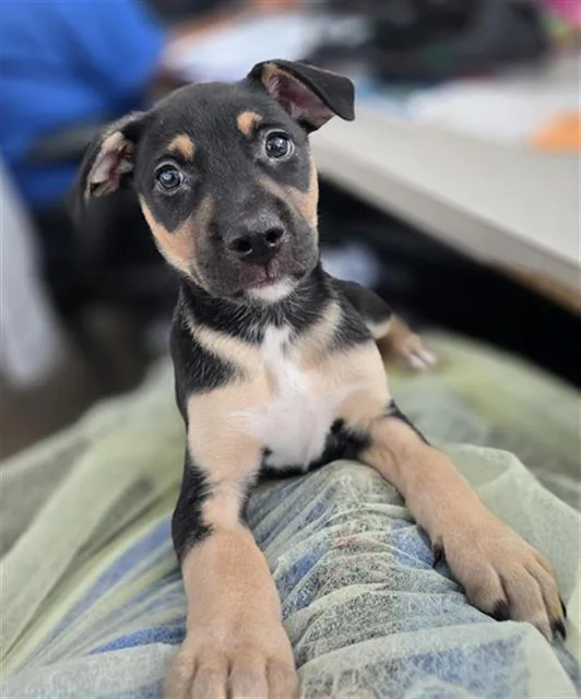 A baby large-sized female Mixed Breed dog named Marissa for adoption in Dallas, TX