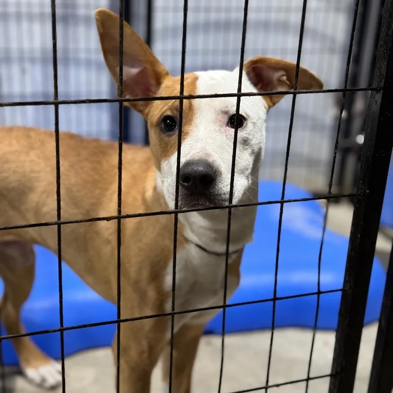 An adult medium-sized male Yellow / Tan / Blond / Fawn Pit Bull Terrier dog named Caution for adoption in Fort Smith, AR