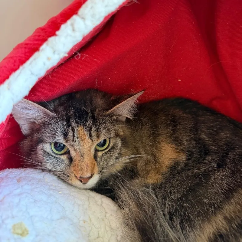 A young medium-sized female Brown / Chocolate Domestic Short Hair cat named June for adoption in Ruckersville, VA