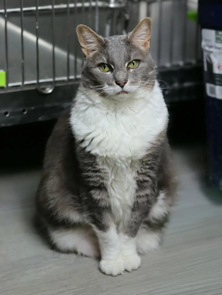 A senior large-sized female Gray & White Domestic Short Hair cat named Nala for adoption in Lewisburg, TN