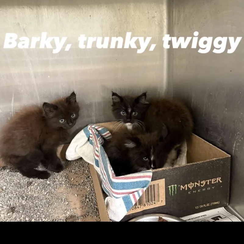 A baby small-sized female Domestic Medium Hair cat named Barky for adoption in Normal, IL