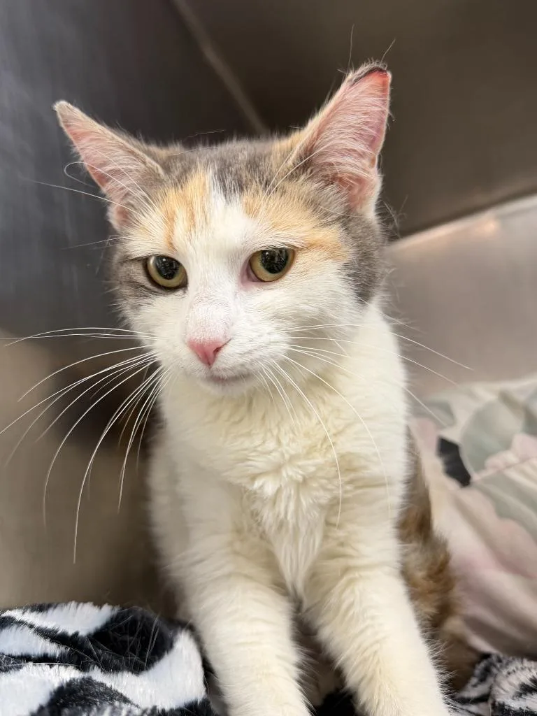 A baby medium-sized female Domestic Short Hair cat named Stephanie for adoption in Pomona, NY