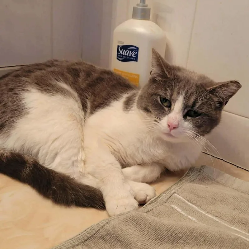 An adult small-sized male Gray / Blue / Silver Domestic Short Hair cat named Choo Choo for adoption in Quakertown, PA