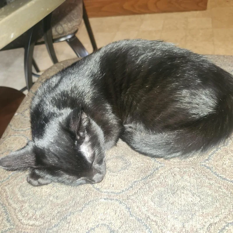 A baby small-sized female Black Domestic Short Hair cat named August for adoption in Edwardsville, IL