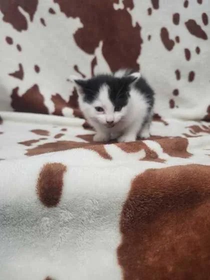 An adult small-sized male Domestic Short Hair cat named Lumiere for adoption in Spruce Pine, NC