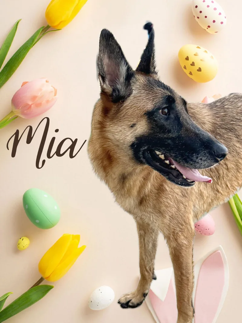 A young large-sized female Belgian Shepherd / Malinois dog named Mia for adoption in santa monica, CA