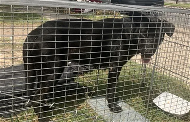 An adult large-sized male Mixed Breed dog named Midnight for adoption in Dallas, TX