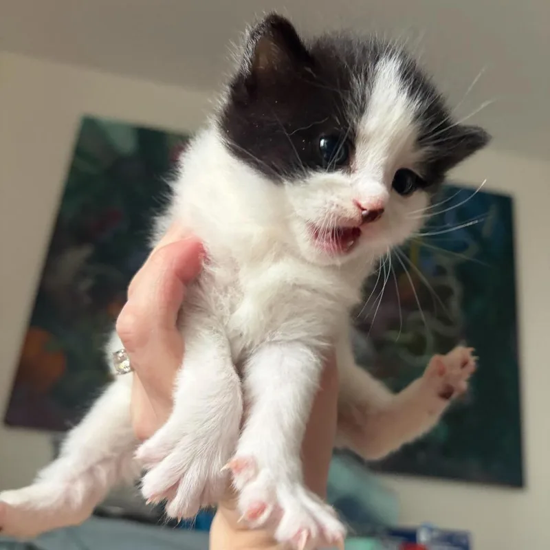 A baby small-sized male White Domestic Short Hair cat named Matcha for adoption in New York, NY