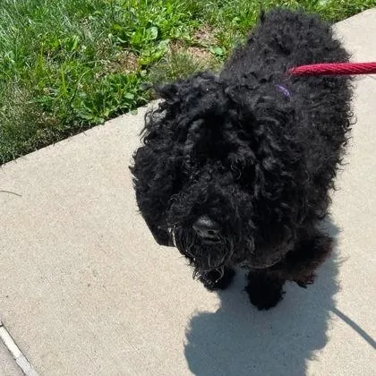 A baby small-sized male Black Poodle dog named Frizzle for adoption in Arlington, VA