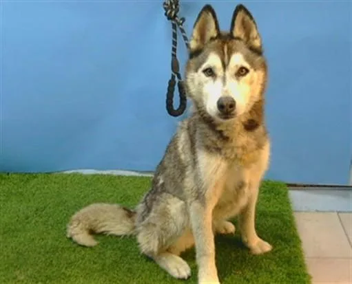 An adult medium-sized female Siberian Husky dog named Luna for adoption in Gardena, CA