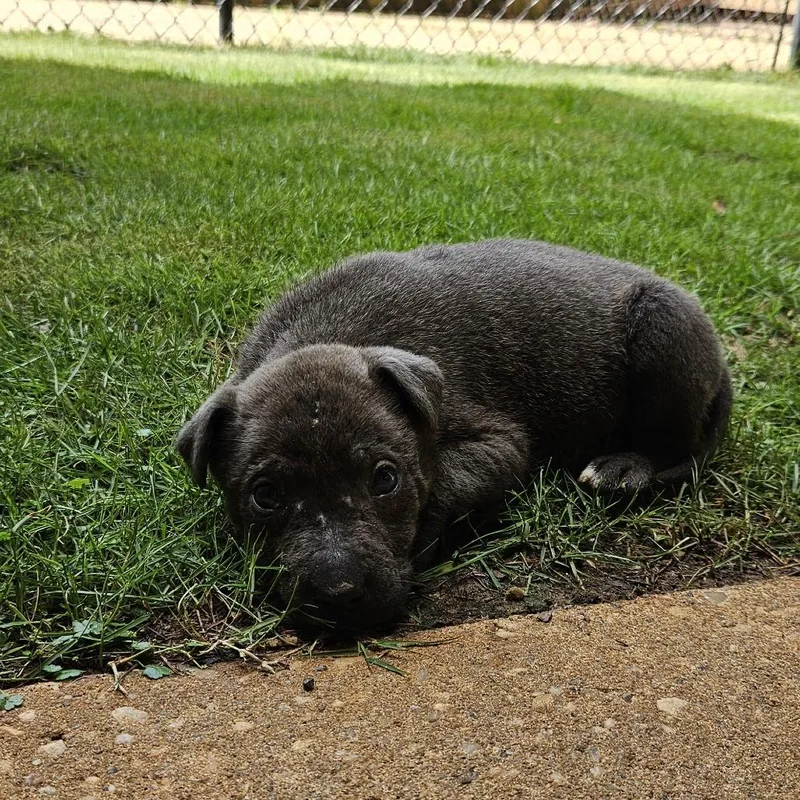 Cocoa thumbnail 6