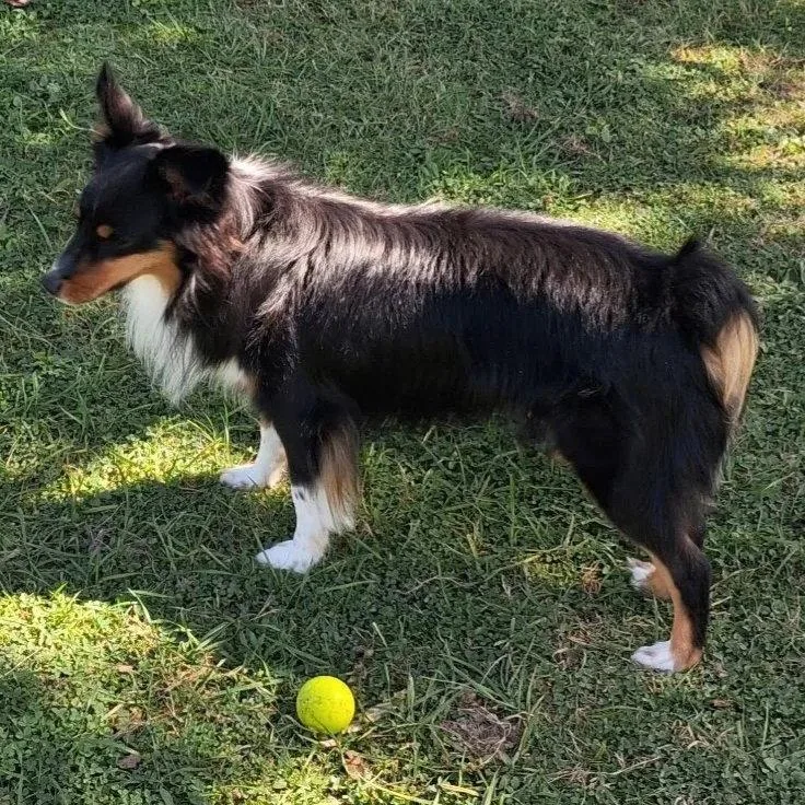 A young medium-sized male Shetland Sheepdog / Sheltie dog named Smudge for adoption in Dublin, OH