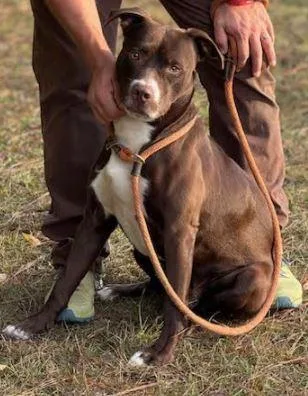 An adult medium-sized male Mixed Breed dog named Kingston for adoption in Florence, SC